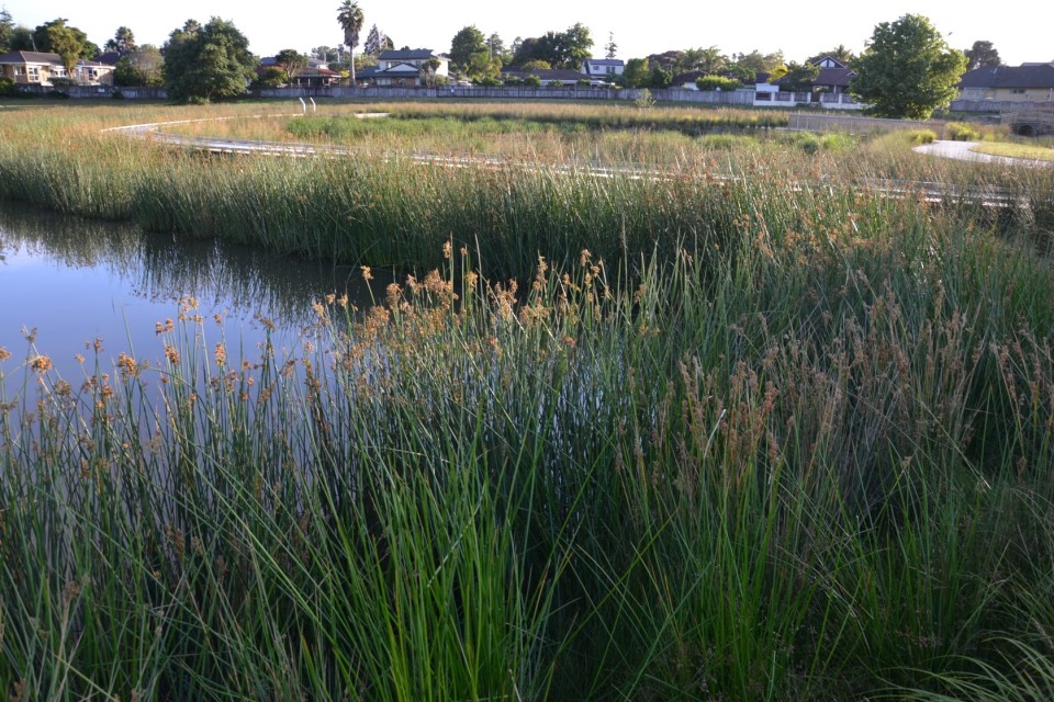 Constructed wetland 4 1